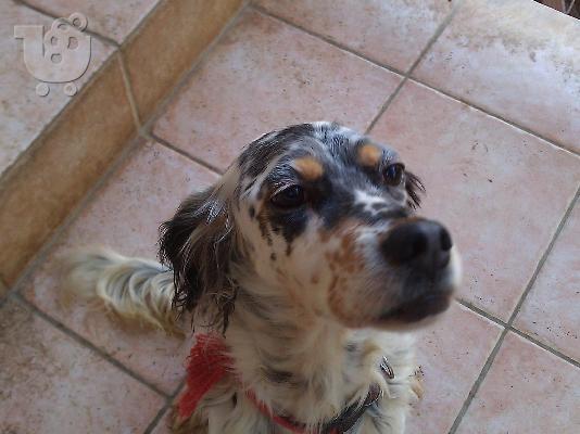 Κουκλα σκυλιτσα χαριζεται