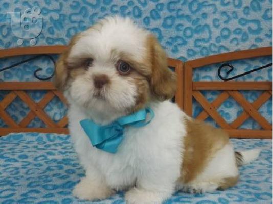 PoulaTo: αγαπημένη αυτή τη θέση Όμορφο κουτάβι AKC Shih Tzu