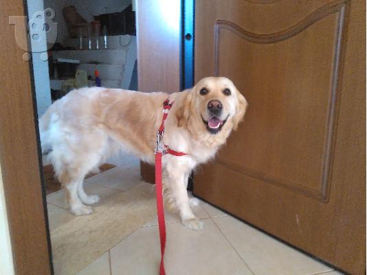 Κουτάβια Golden Retriever θα είναι διαθέσιμα