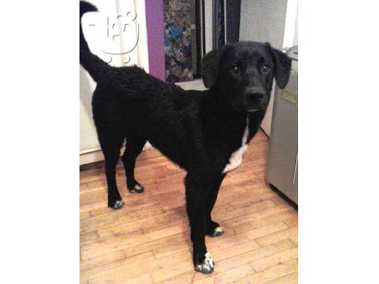 PoulaTo: Ένας υπέροχος κούταβος! SOS