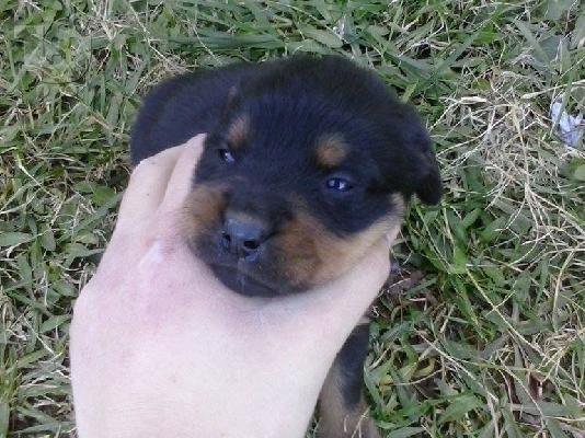 PoulaTo: Rottweiler καθαροαιμα 6979314054 -ΚΡΗΤΗ