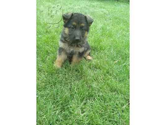 German Shepherd καθαροαιμα κουταβια ΘΕΣΣΑΛΟΝΙΚΗ 6979314054