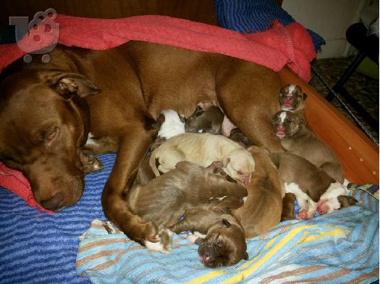 American Pitbull red nose