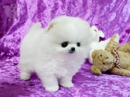 PoulaTo: Δύο Απίθανα Κουτάβια Pomeranian