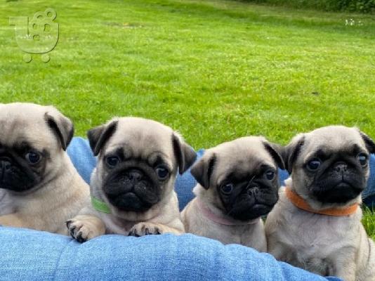 Από μια γέννα της pugs kc reg 5 υγεία, έχω 2 διαθέσιμα