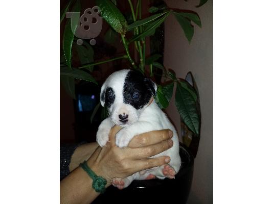 Jack Russell  Στιλ Σκάκι. καθαρόαιμο. *** Ψάχνουν οικογένεια ***...