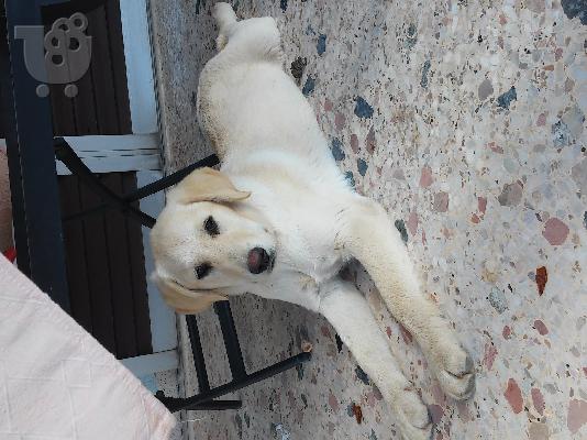 PoulaTo: Λαμπραντορ 4 μηνων