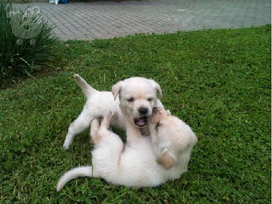 PoulaTo: Kουταβάκι ΛΑΜΠΡΑΝΤΟΡ