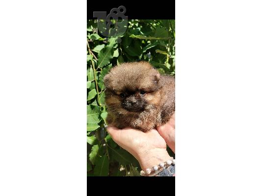 PoulaTo: Pomeranian Spitz κουτάβια προς πώληση