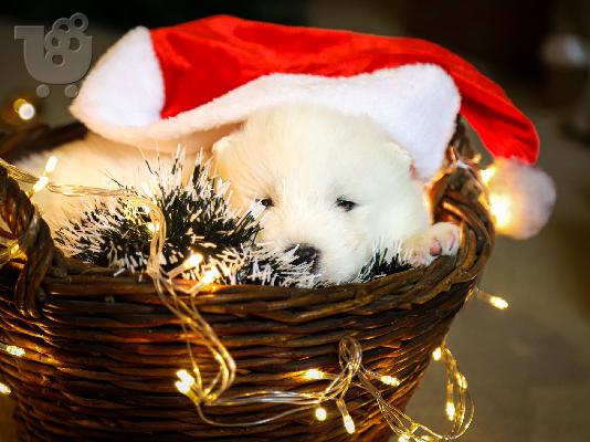 PoulaTo: Samoyed κουτάβια