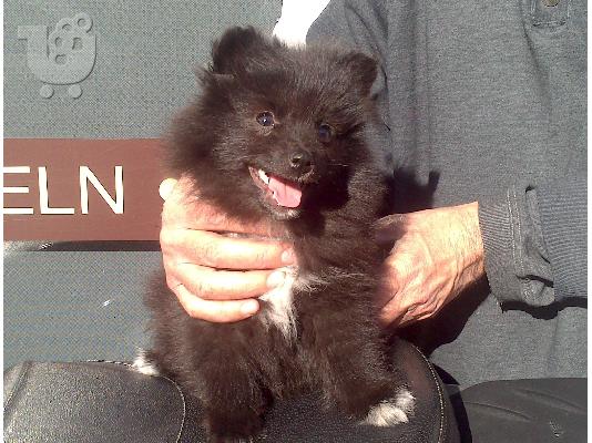 PoulaTo: ροτβαιλερ κουταβια