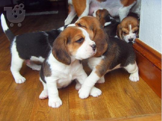 Εδώ παρουσιάζουμε τα υπέροχα κουτάβια Beagle μας έτοιμα να ξαναστήσουν,...