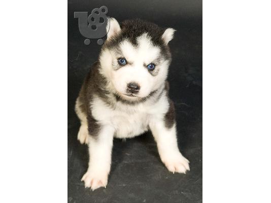 PoulaTo: husky siberian