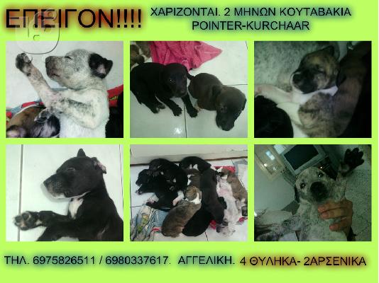 XAΡΙΖONΤΑΙ 6 KOYTABAKIA KURZHAAR