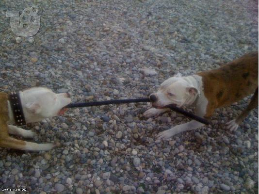PoulaTo: πωλουνται κουταβια pitbull