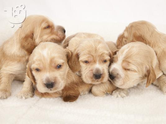 Cocker Spaniel προς πώληση