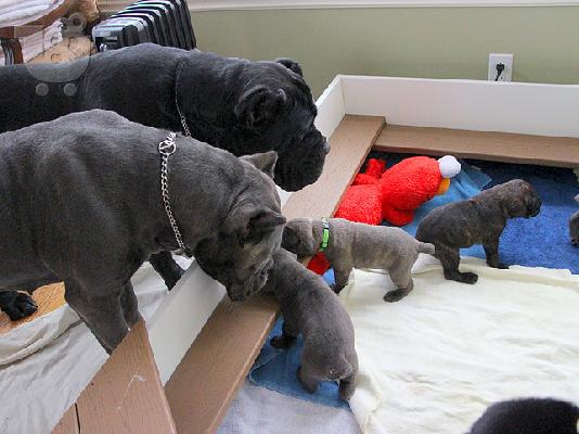CANE CORSO ITALIANO