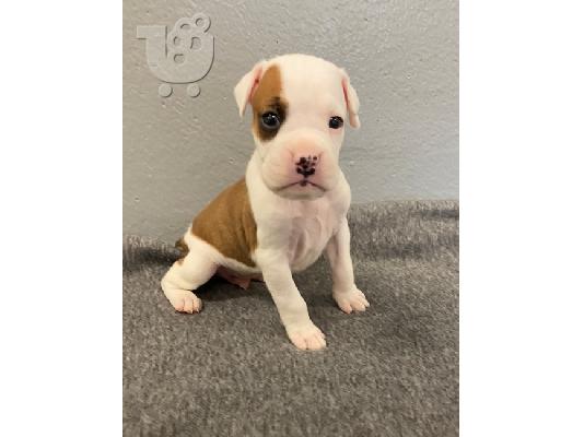 PoulaTo: Boxer Puppies Ready Now