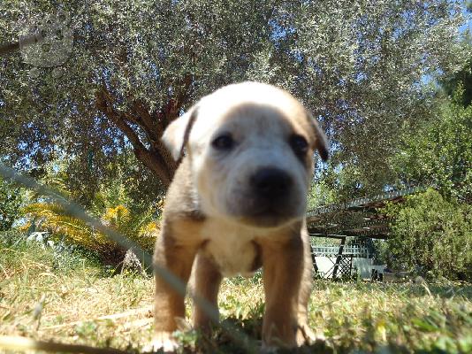 Χαρίζονται καταβάκια