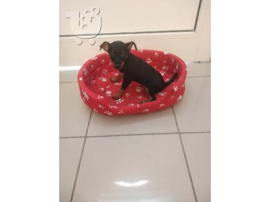 Μίνι Πίντσερ mini pincher