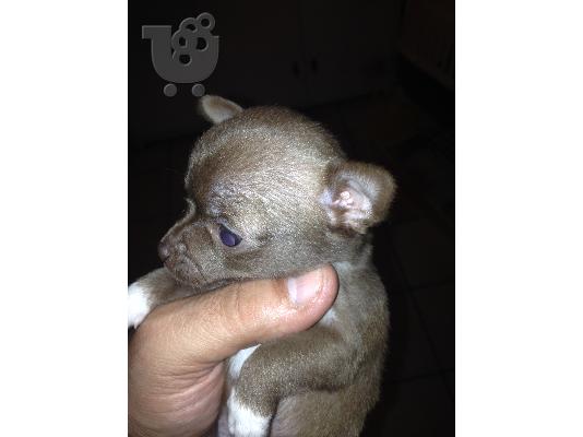 mikrosoma koritsakia