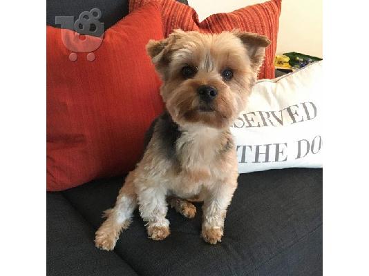 Εκπληκτικό κουτάβι του Yorkshire Terrier!