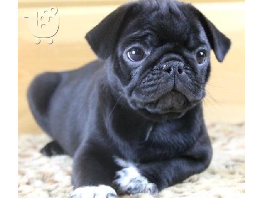 PoulaTo: γλυκά κουτάβια Pug προς πώληση