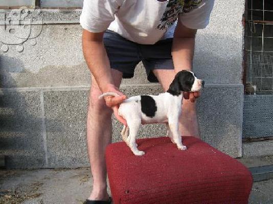 Πόιντερ – 300 euro