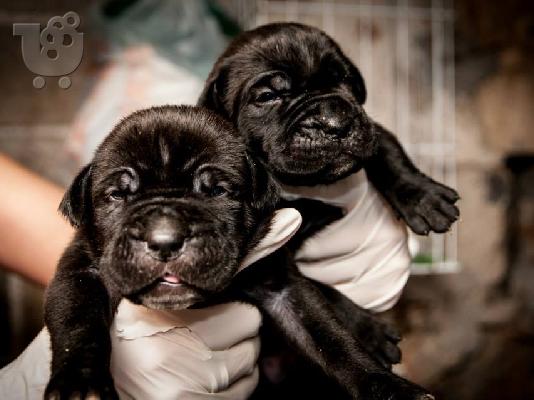 PoulaTo: ΠΩΛΟΥΝΤΑΙ ΚΟΥΤΑΒΙΑ CANE CORSO