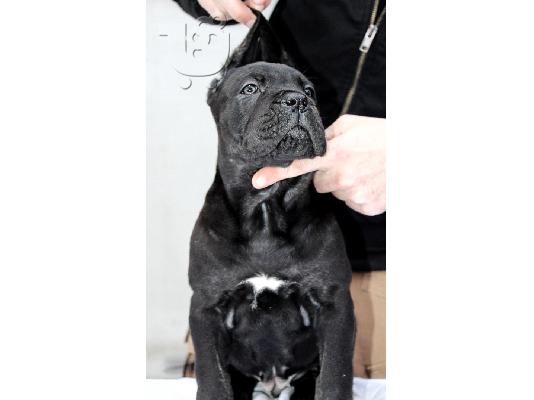 Cane Corso κουτάβια