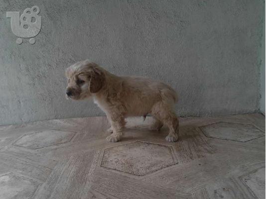 PoulaTo: Αγγλικός Κόκερ Σπάνιελ -350 euro REAL FOTO!
