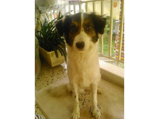 Σκυλιτσα συντροφιας χαριζεται