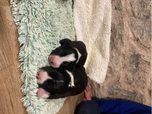 PoulaTo: Κουτάβια Border Collie