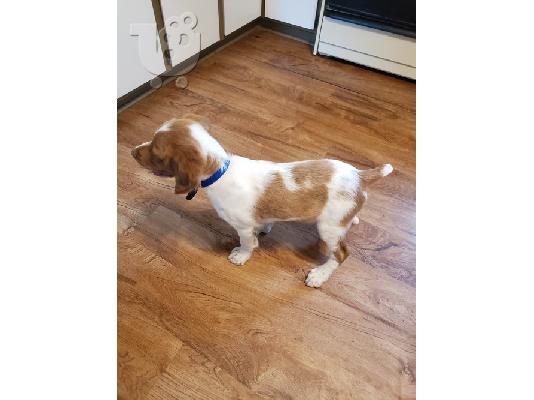 Brittany Spaniel
