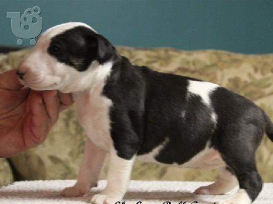PoulaTo: κουτάβια Bull Terrier