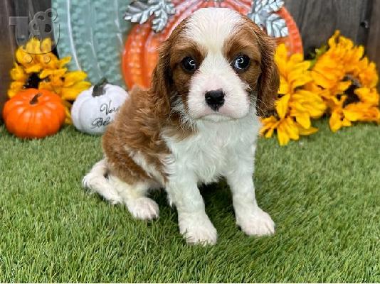 PoulaTo: Κουτάβι Cavalier King Charles Spaniel