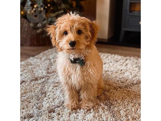 υπέροχο cavapoo έτοιμο για υιοθέτηση.