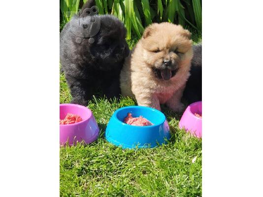 chow chow προς πώληση.