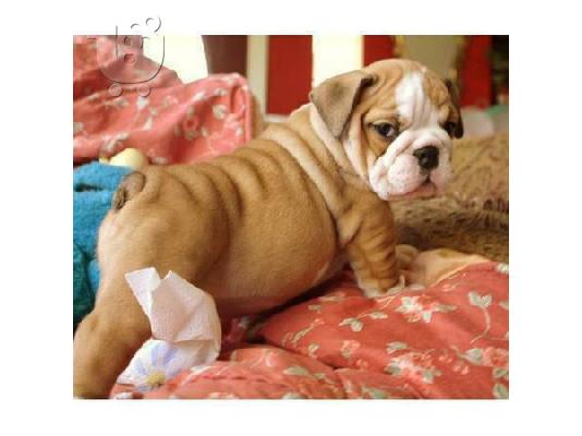 PoulaTo: 2 ΓΕΩΡΓΙΟΣ ENGLISH BULLDOG