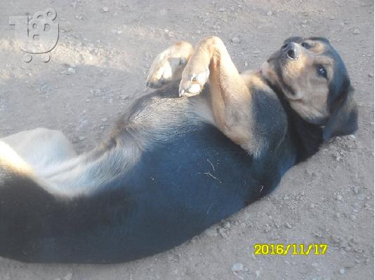Παρειτσα για την Dolly?