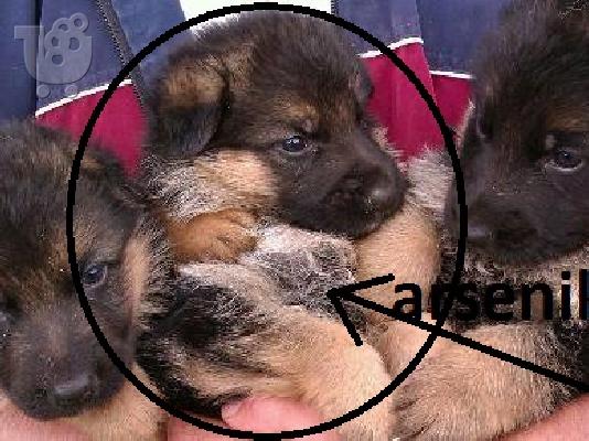 German Shepherd καθαροαιμα -κρητη 6979314054