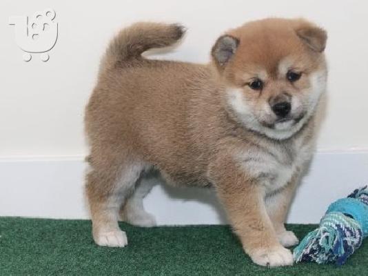PoulaTo: Συναρπαστικά κουτάβια Shiba Inu, έτοιμα για επαναπατρισμό