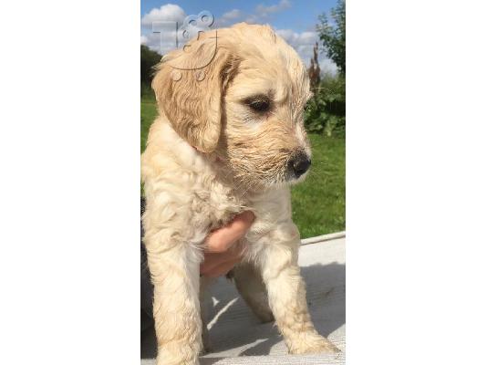 PoulaTo: Πανέμορφα κουτάβια Goldendoodles