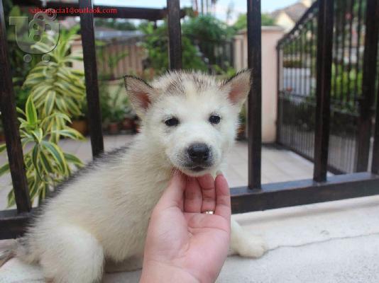 PoulaTo: Σιβηρίας μεγαλόσωμος κουτάβια άνδρες και γυναίκες χρειάζονται ένα νέο σπίτι