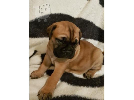 PoulaTo: Φιλικά Mastiff κουτάβια