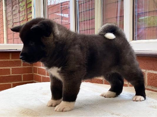 Ιαπωνικά Akita.