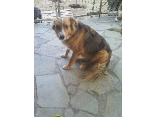 PoulaTo: Σκυλιτσα χαριζεται