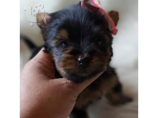 PoulaTo: Μικρή Yorkie