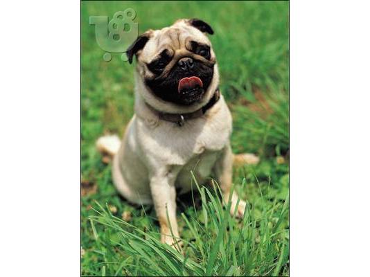 PoulaTo: Παγκ καθαροαιμο κουταβακι