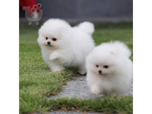 PoulaTo: Γλυκά μικρά κουτάβια Pomeranian
